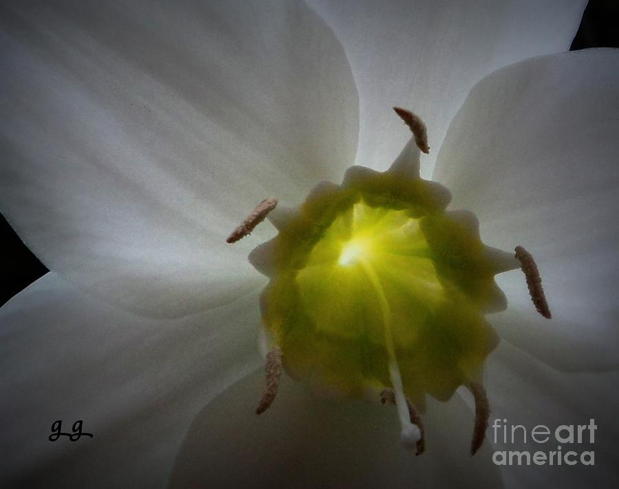 Light From Within Photograph by Geri Glavis