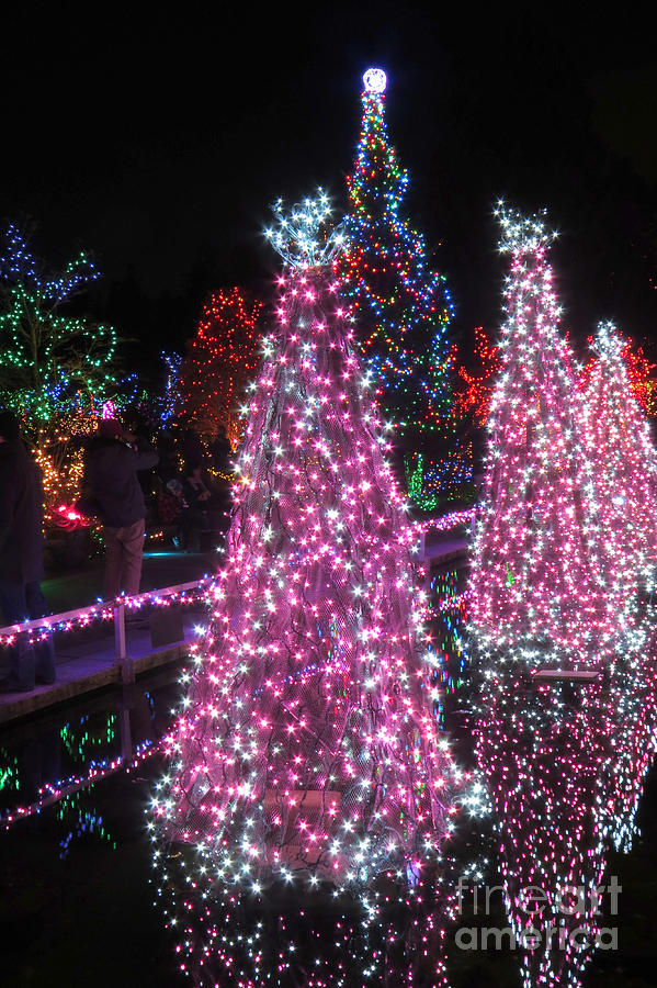 Light Garden Photograph by Frank Townsley - Fine Art America