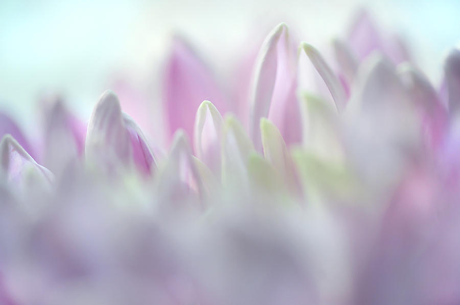Light Impression 2. Pink Chrysanthemum  Photograph by Jenny Rainbow