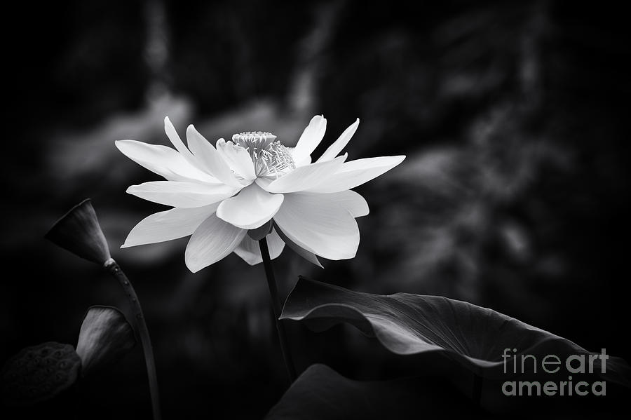 Flower Photograph - Light in Dark Spaces by Tim Gainey