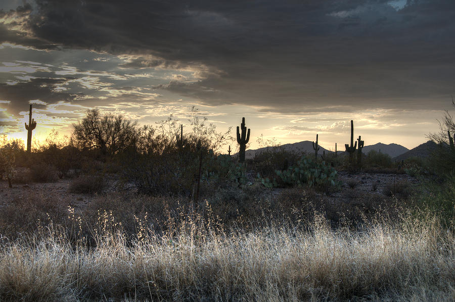 Light in the Desert Photograph by Tam Ryan