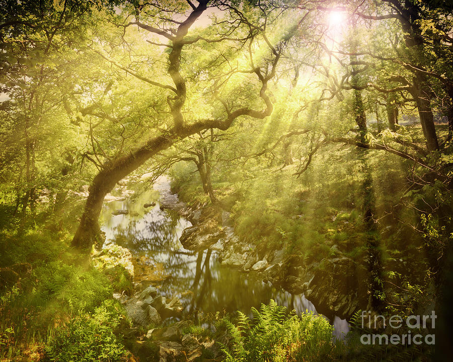 LIght in the Forest Photograph by Edmund Nagele FRPS