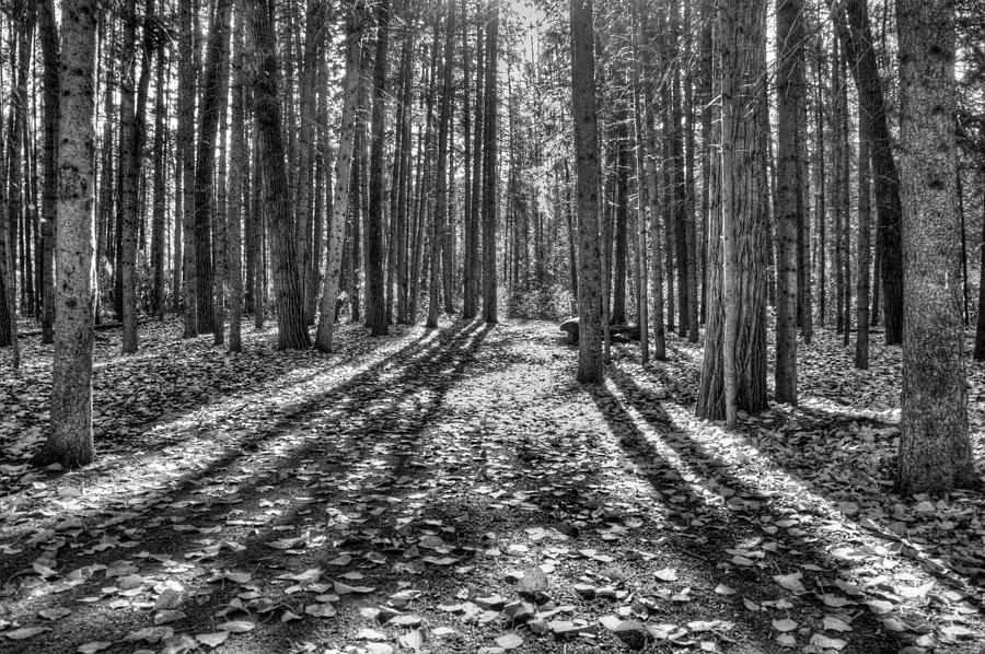 Light in the Forest - monochrome Photograph by Jim Sauchyn