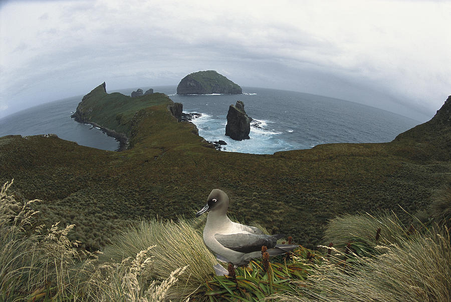 Light-mantled Albatross Bluffs Campbell Photograph by Tui De Roy