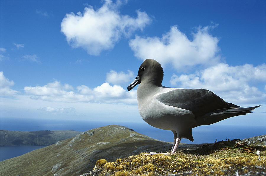 Light-mantled Albatross Campbell Island Photograph by Tui De Roy