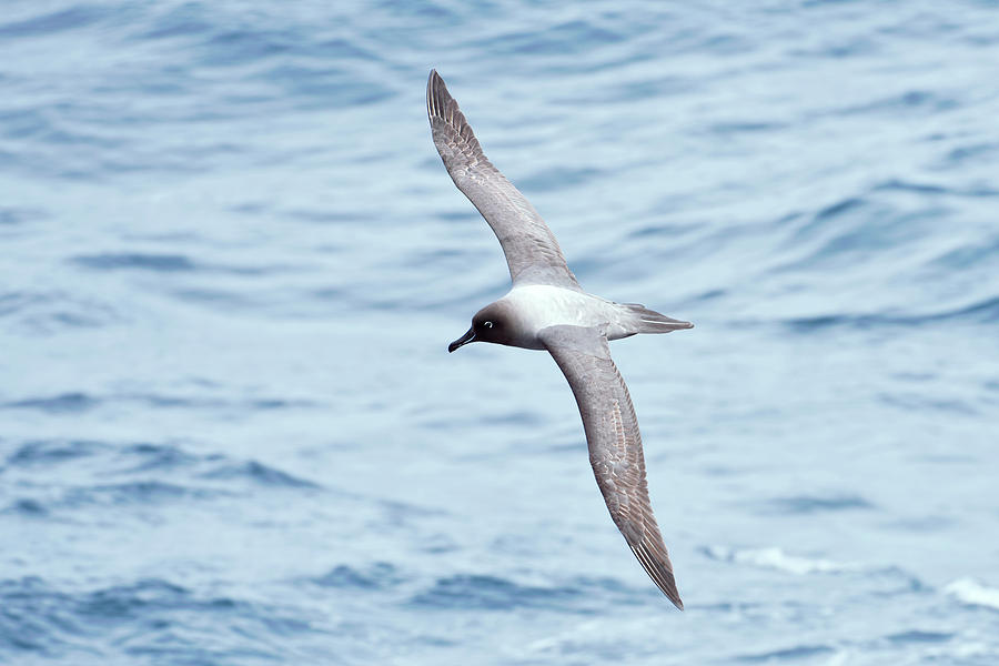 Light-mantled Albatross Photograph by Dr P. Marazzi/science Photo Library