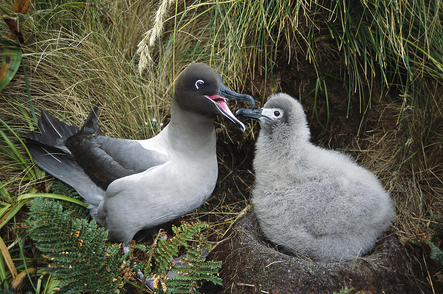 Albatross Photograph - Light-mantled Albatross Feeding Chick by Tui De Roy
