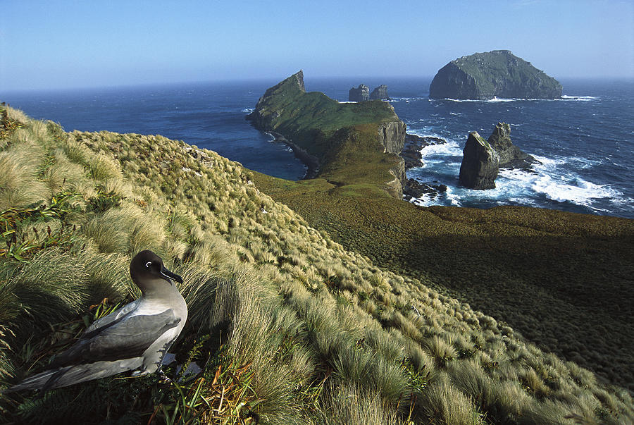 Light-mantled Albatross On Nesting Photograph by Tui De Roy