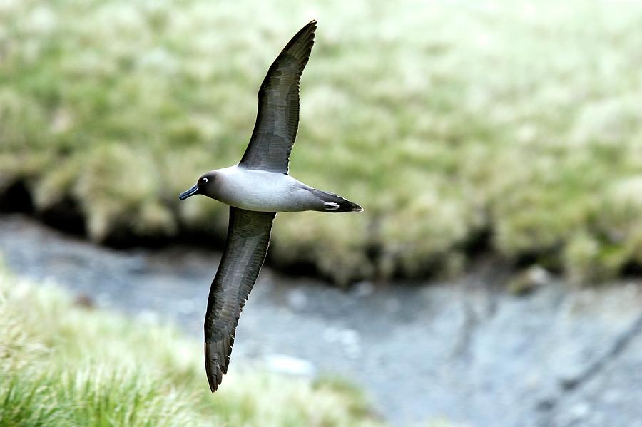 Light-mantled Albatross Photograph by William Ervin/science Photo Library