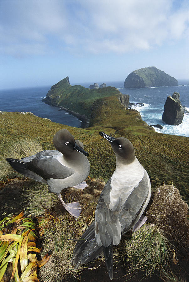 Light-mantled Albatrosses Courting Photograph by Tui De Roy