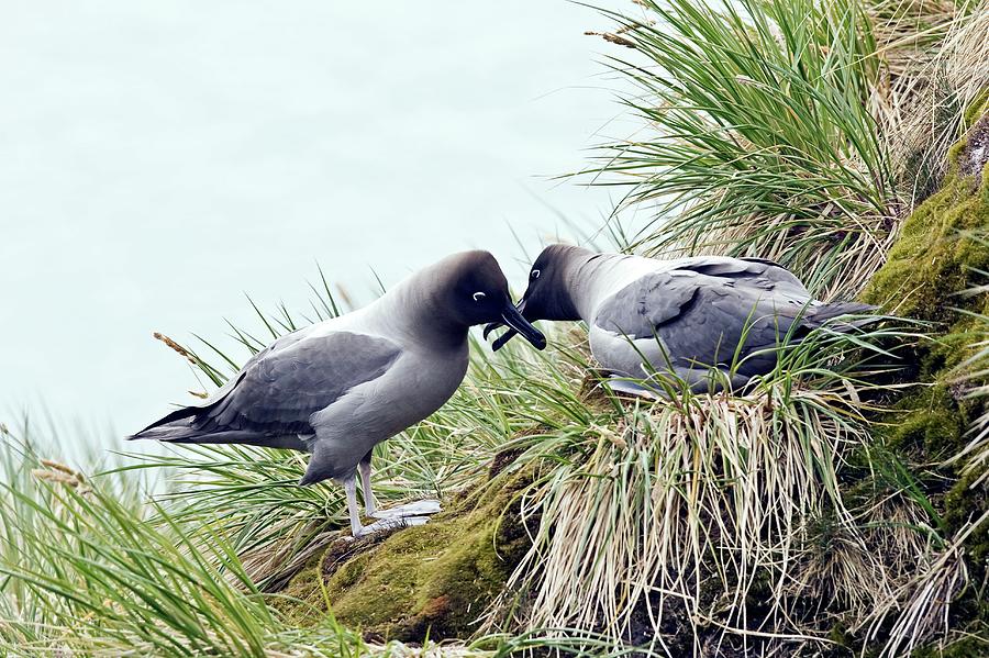 Light-mantled Albatrosses Photograph by William Ervin/science Photo Library