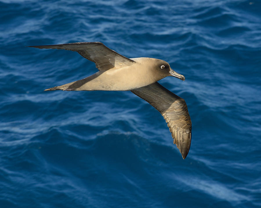 Light-mantled Sooty Albatross Photograph by Tony Beck