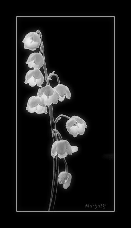 Flower Photograph - Light by Marija Djedovic