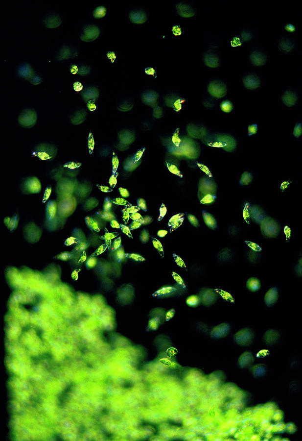 Light Micrograph Of A Group Of Euglena Gracilis Photograph by Sinclair ...