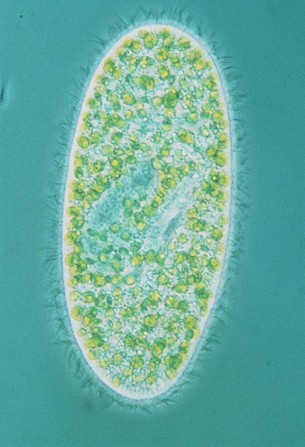 Light Micrograph Of Paramecium Sp. Photograph by Dr. David J. Patterson/science Photo Library