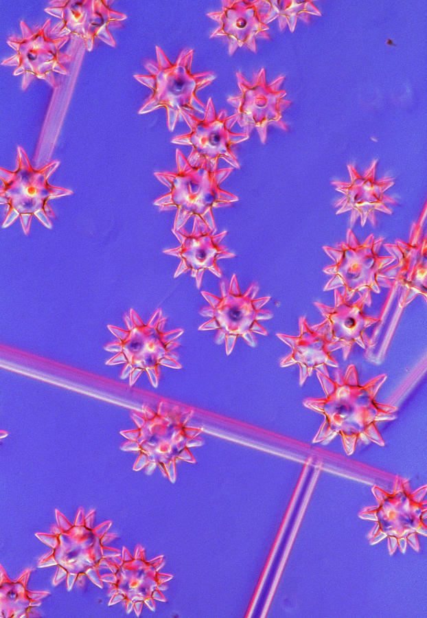 Nature Photograph - Light Micrograph Of Sponge Spicules by Science Pictures Ltd/science Photo Library