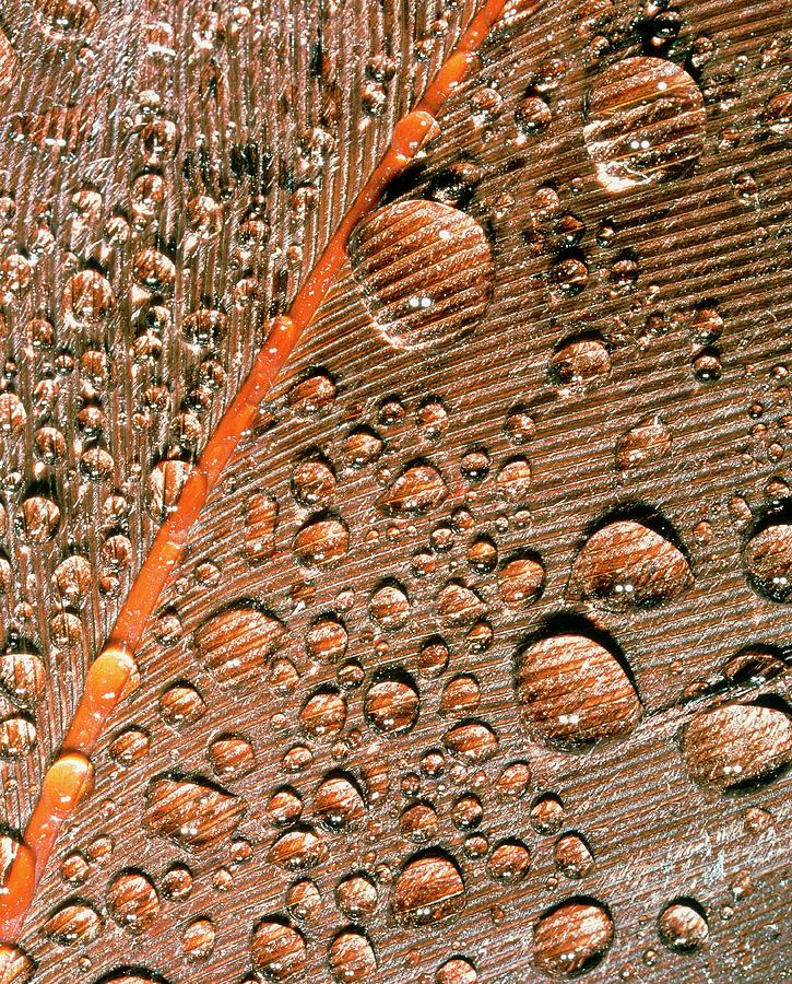 Light Micrograph Of Water Droplets On Bird Feather Photograph by Alfred Pasieka/science Photo Library