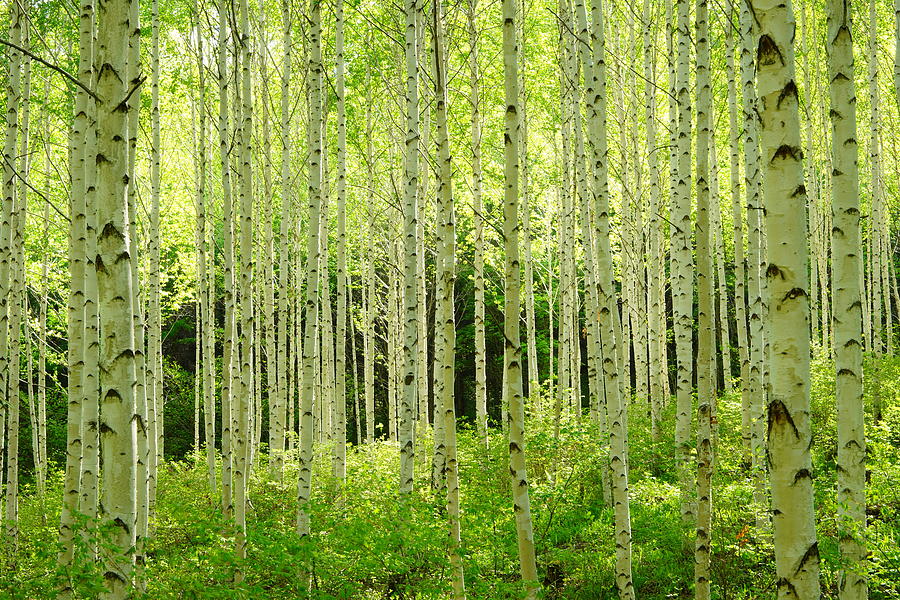 Light Of Birch Woods Photograph by Penboy