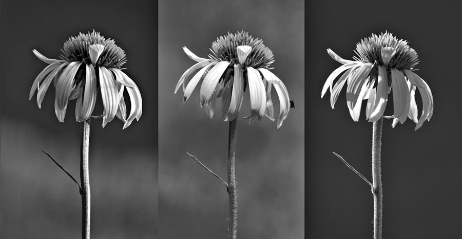 Coneflowers Photograph - Light Of Day In Black And White by Nikolyn McDonald Coneflowers Photograph - Light Of Day In Black And White by Nikolyn McDonald