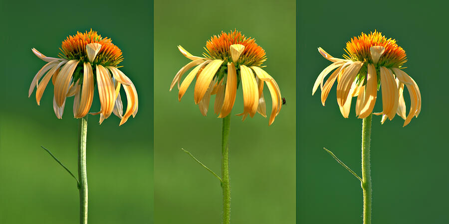 Echinacea Photograph - Light Of Day by Nikolyn McDonald Echinacea Photograph - Light Of Day by Nikolyn McDonald