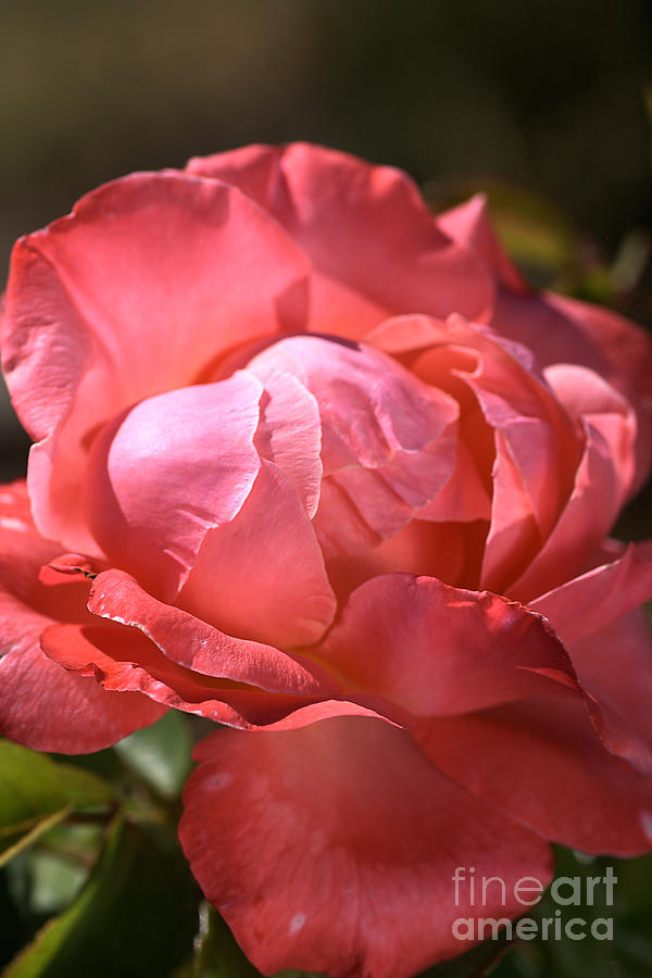 Nature Photograph - Light on Rose by Joy Watson