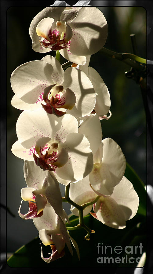 Light orchid Photograph by Susanne Baumann