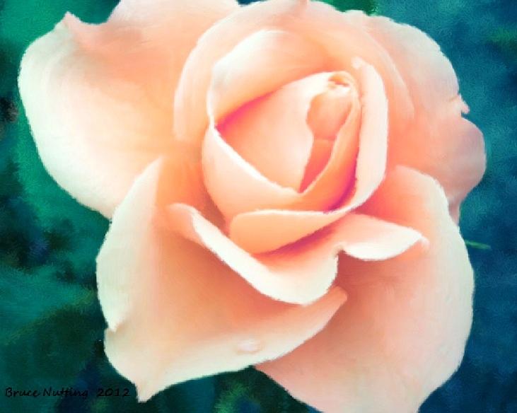 Light Peach Rose Painting by Bruce Nutting