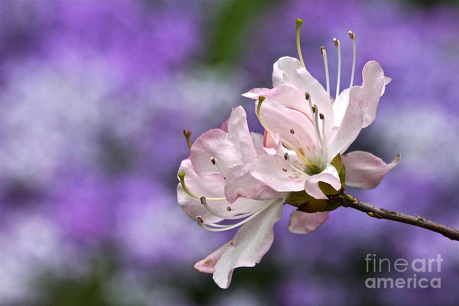 Pink Flowers Photograph - Light Pink Azalea Blossom With Lilac Bokeh by Byron Varvarigos