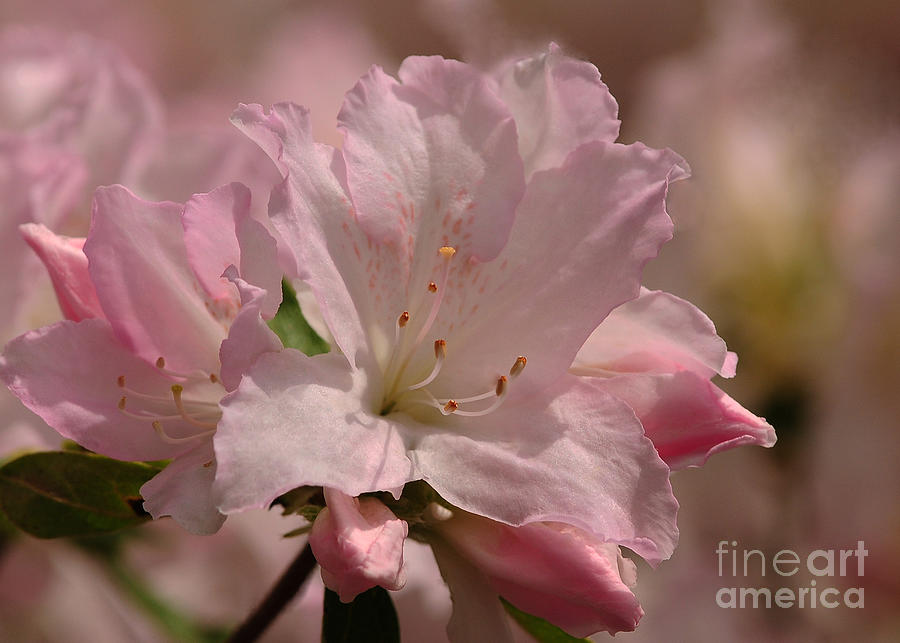 Nature Photograph - Light Pink Azaleas by Olivia Hardwicke