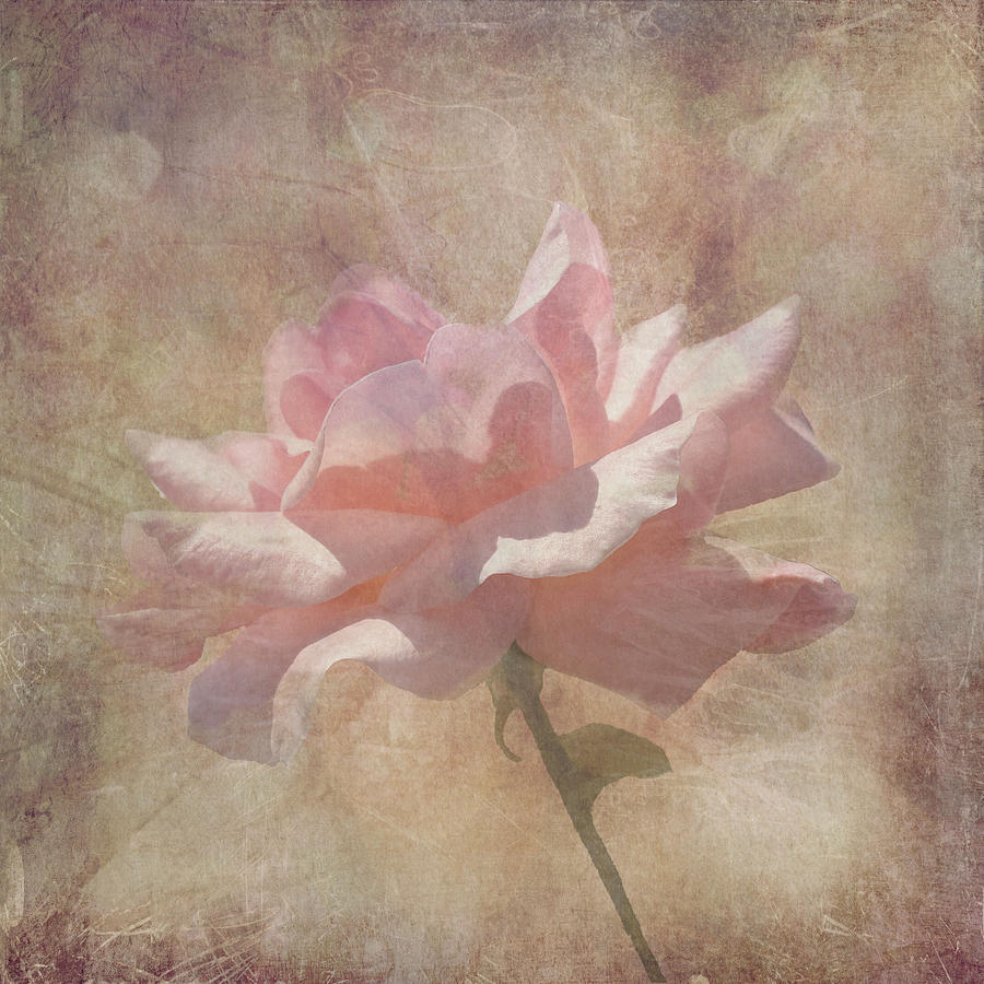 Light Pink Grunge Rose Photograph