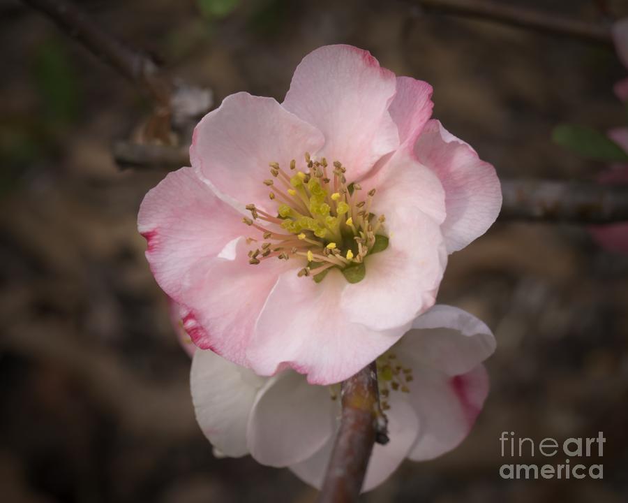 Light Pink Quince Photograph by MM Anderson