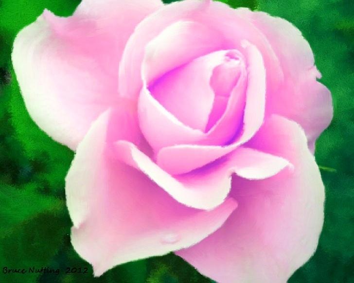 Light Pink Rose Painting by Bruce Nutting