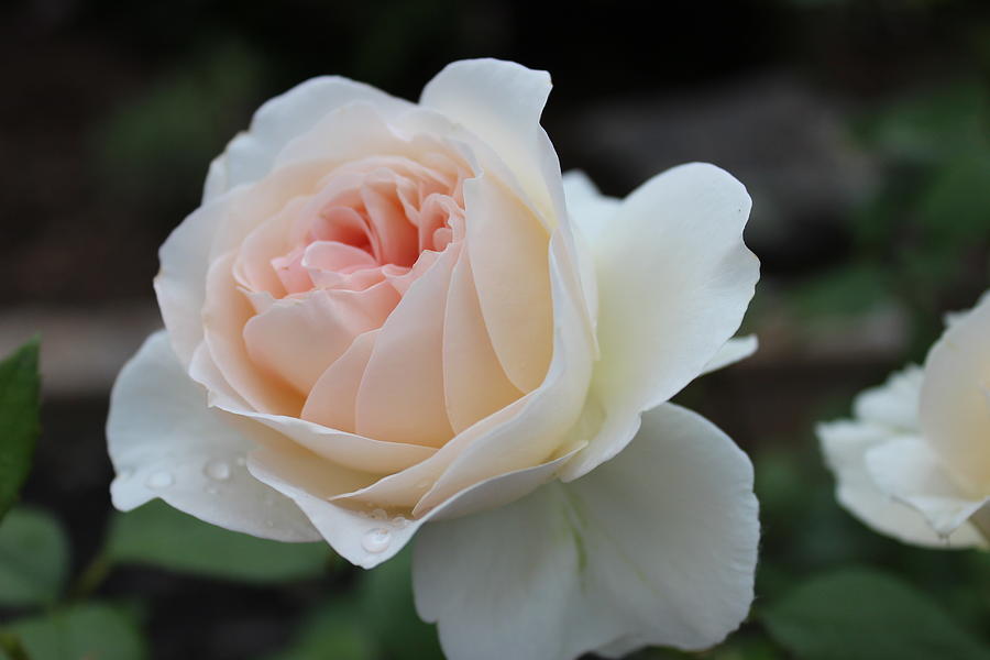 Rose Photograph - Light Pink Rose by Patricia Hiltz