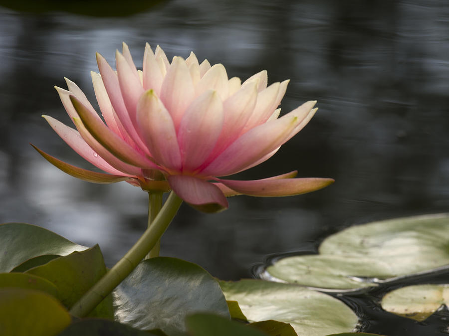 Light Pink Water Lily Photograph by Jean Noren