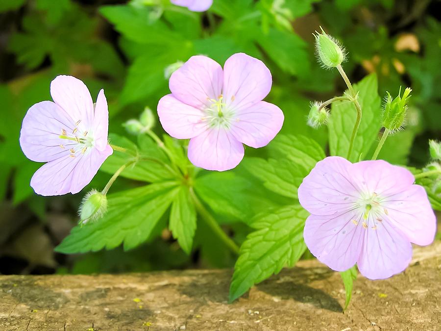 light pink wild flower