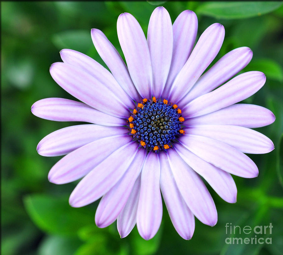 Spring Photograph - Light Purple Daisy  by Brittany Horton