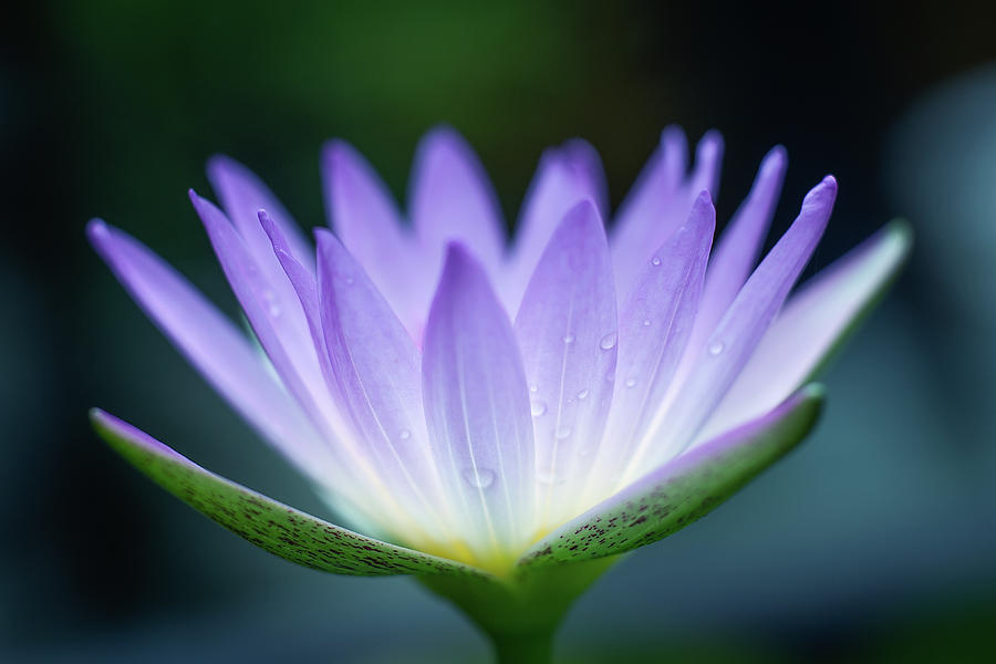 Light Purple Lotus Photograph by Jeanl Photography