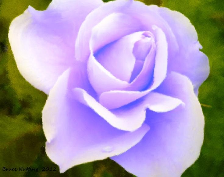 Light Purple Rose Painting by Bruce Nutting