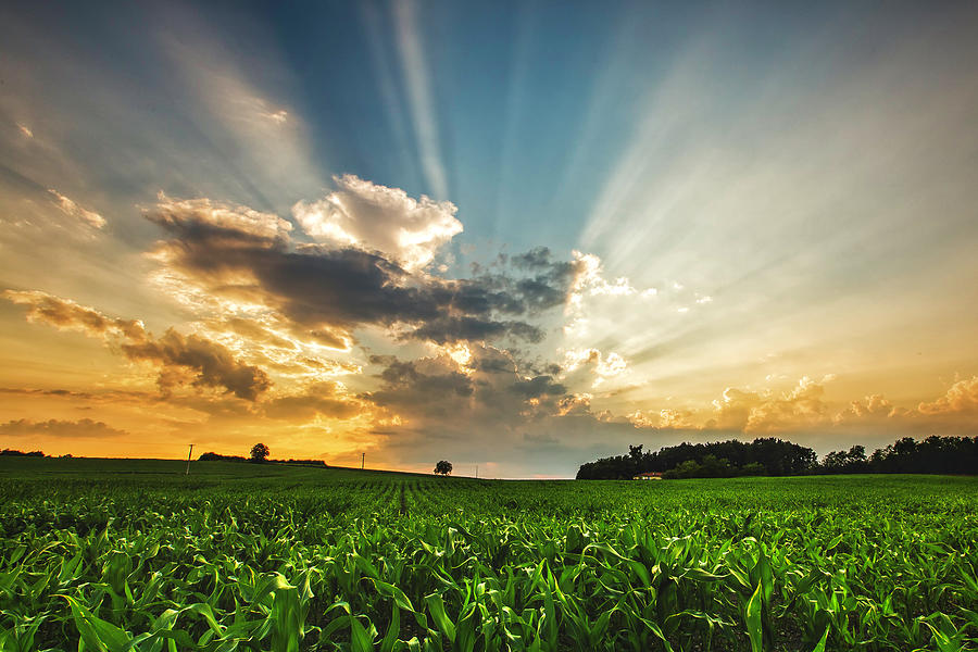 Light Rays And Sunset Over French Crop Photograph by Verity E. Milligan
