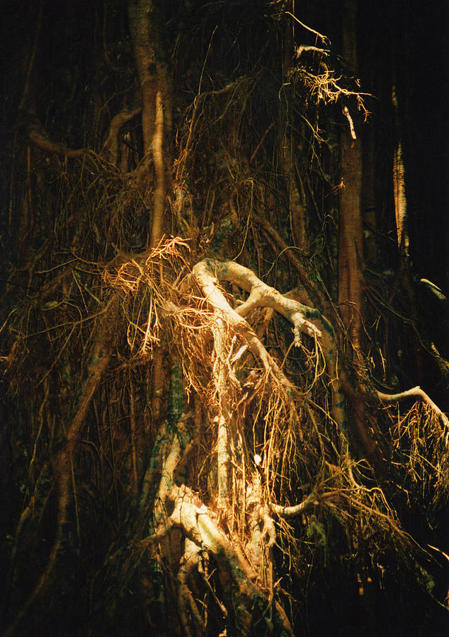 Light Roots Photograph by Evelyn Tambour
