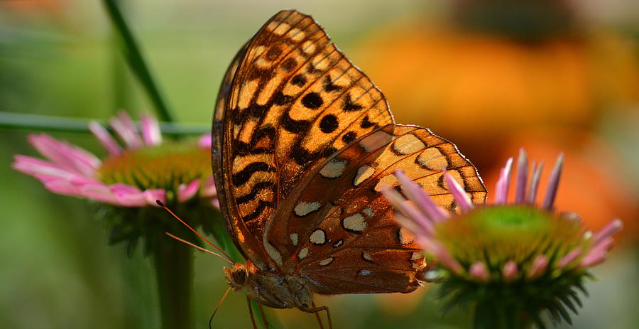 Light Speckled Wings Photograph by Michelle Ayn Potter