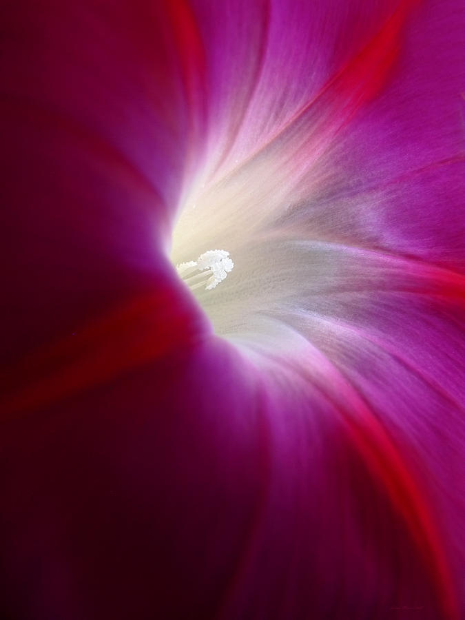 Light the Way Morning Glory Photograph by Jennie Marie Schell