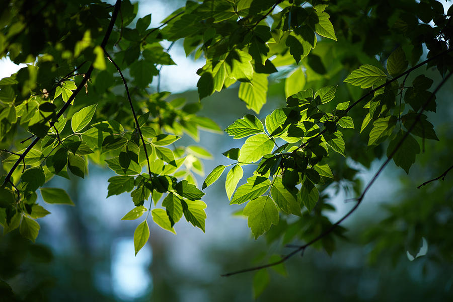 Huddle sindsyg Diagnose Light through Leaves Photograph by Vitaly Baranov - Fine Art America