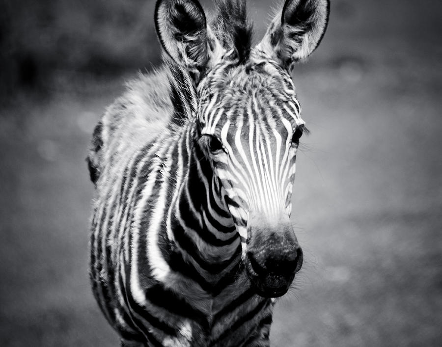 Light Toned Black and White Zebra Foal Photograph by Maggy Marsh