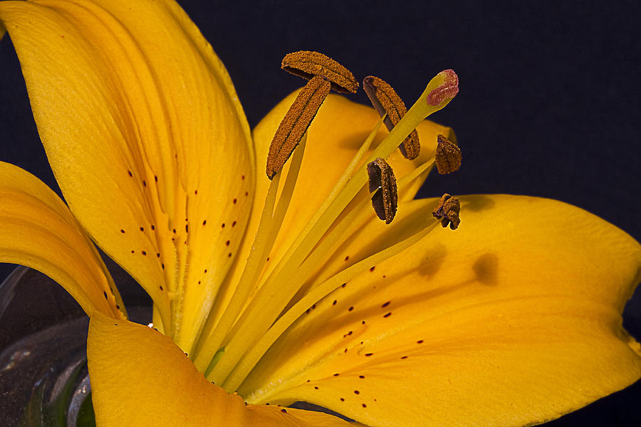 Lily Photograph - Light Touch l by Shirley Mitchell