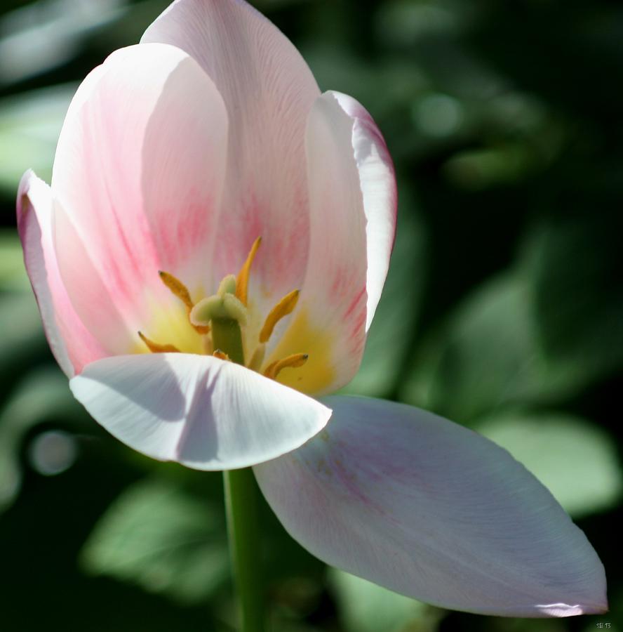 Light tulip Photograph by Susanne Baumann