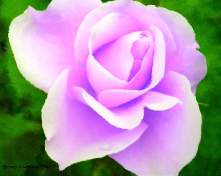 Light Violet Rose Painting by Bruce Nutting