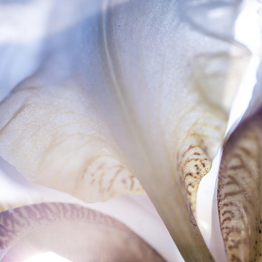 Light Within 1. Macro Iris Series Photograph by Jenny Rainbow