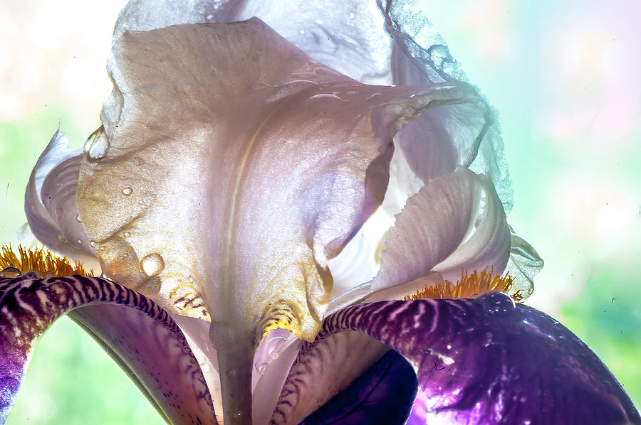 Light Within 2. Macro Iris Series Photograph