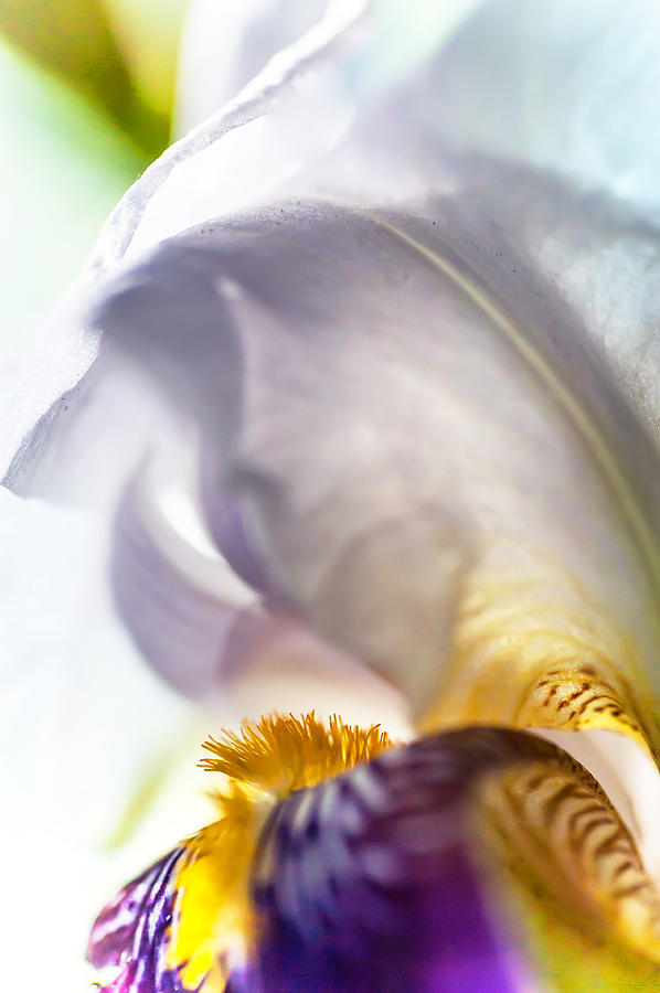 Light Within. Macro Iris Series Photograph by Jenny Rainbow